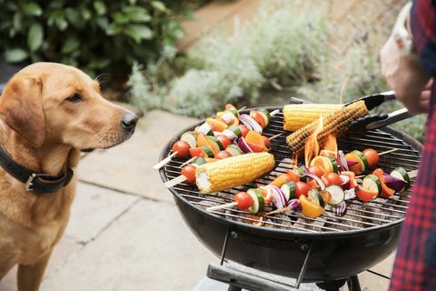 pas labrador zainteresiran za hranu na roštilju