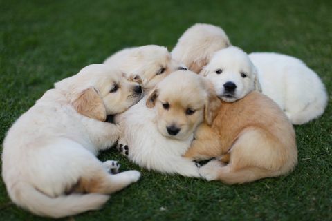 štene i sestre leže na travnjaku
