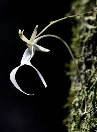Otkrivene najugroženije biljke u Velikoj Britaniji - Ghost Orchid