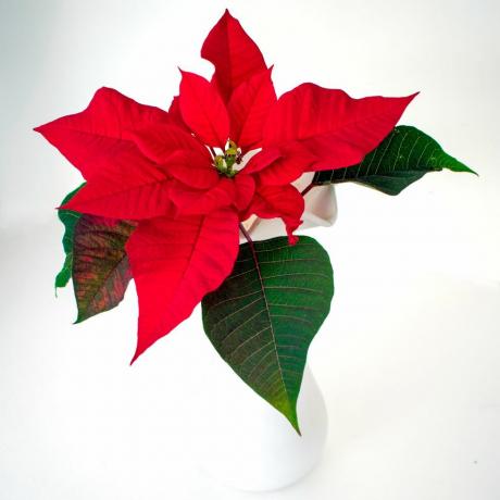 jednu prekrasnu crvenu božićnu zvijezdu s lišćem naspram bijelog