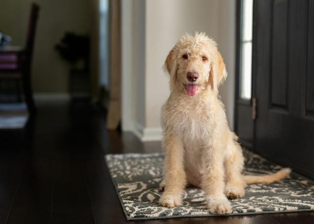 mladi žuti i krem ​​labradoodle sjedi na tepihu u predvorju i gleda u kameru