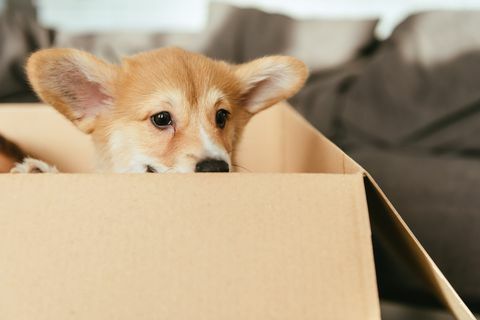 selektivni fokus simpatičnog šteneta koji sjedi u kartonskoj kutiji