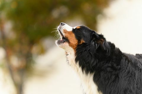 sredovječni bernski planinski pas laje na otvorenom u snimku izbliza
