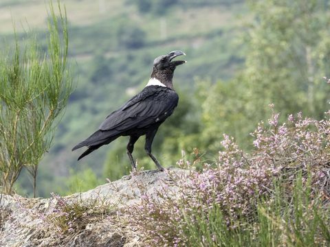 Bijeli vrat ravan (Corvus albicollis), smješten na stijeni