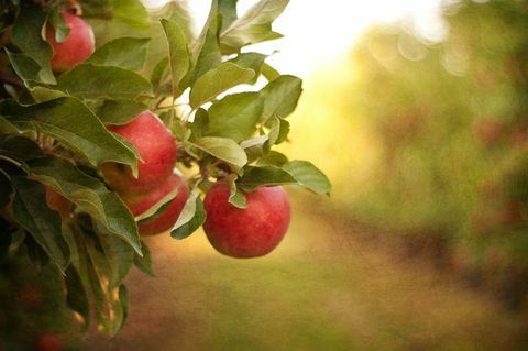 jabuke na drveću - voćnjaku