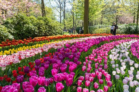 Nizozemski Keukenhof vrtovi u punom cvatu - najbolje vrijeme za posjetiti