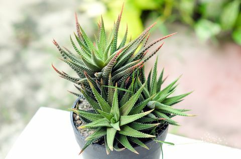 Mali kaktus u loncu, sukulenti ili kaktusi