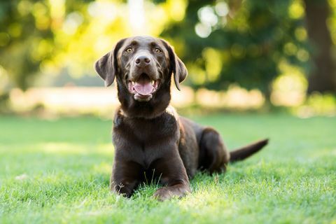 Čokoladni labrador pas leži na travi na otvorenom