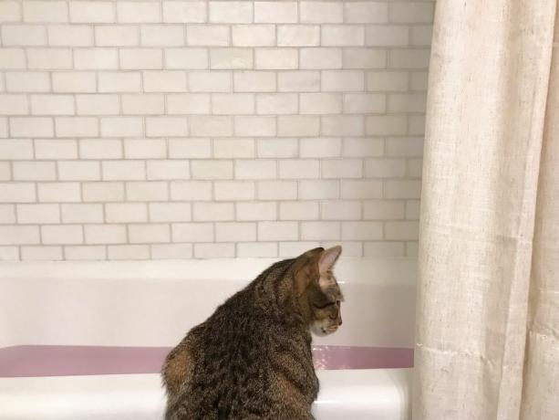 mačka gleda u kadu napunjenu vodom