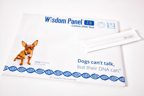 DNA set za pse Wisdom Panel, RRP £ 75