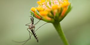 kako se riješiti komaraca u vrtovima