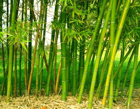 svijetlo zeleni bambus