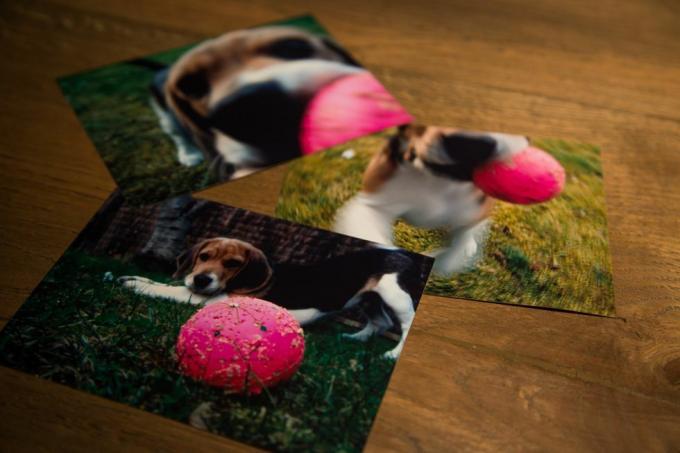 sjećanja otisnuta na fotografijama slatkog psića beaglea s njegovom ružičastom lopticom na drvenom stolu