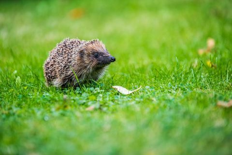 Tužne vijesti s obzirom na to da je broj ježiva za pola smanjen, upozorava izvješće o divljini