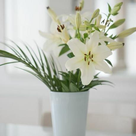 cvijet bijelog ljiljana u vazi