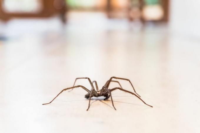 obični kućni pauk na podu u kući