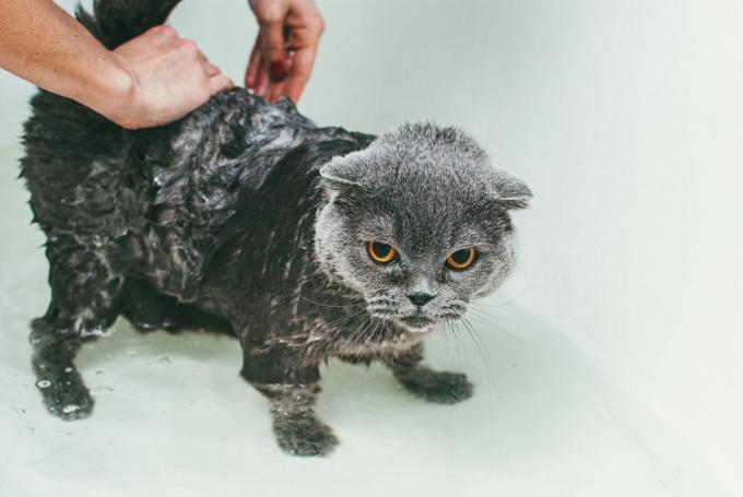 podrezane ruke žene koja pere sivu škotsku mačku u kadi, fokusirajući se na njegovo tijelo i ostavljajući njegovu glavu suhom