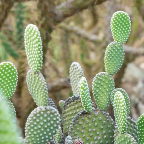 kaktus opuntia microdasys albida u vrtu kaktusa, koji se naziva i anđeoska krila, kaktus zečjih ušiju, kaktus zečice ili kaktus na točkice