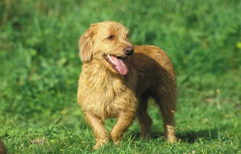 brittaby fawn baset pas ili basset fauve de bretagne, odrasla osoba stoji na travi