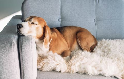 beagle spava na udobnoj sofi