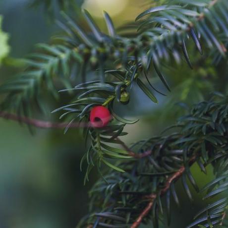 crvena bobica koja visi na stablu tise