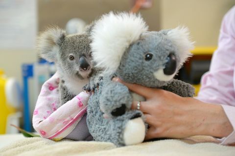 Shayne koala