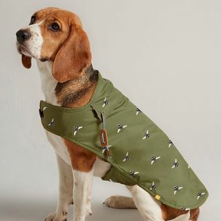 Maslinasto zelena voštana kaput za pse