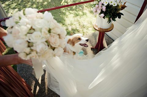6 stvari koje treba zapamtiti ako vaš pas dolazi na vaše vjenčanje