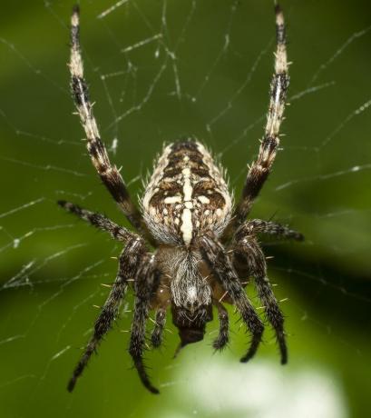 uk spiders – europski vrtni pauk