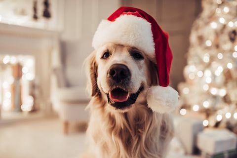 Veseli labrador pas sjedi u šeširu Djeda Mraza.