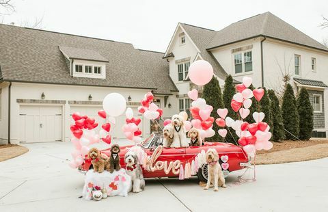 taj dan doodle divljački psi valentine