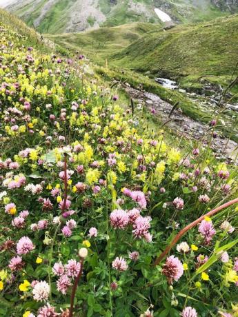 Divlje cvijeće, austrijske alpe