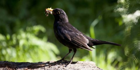 Blackbird sakuplja materijal za gnijezdo