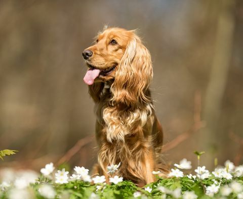 Cocker Spaniel