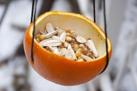 hranilica za naranče koru naranče