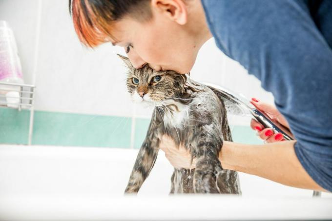 odrasla žena pere sibirskog mačka u kadi, podiže njegov prednji dio ispod ruku i ljubi mu glavu dok radi