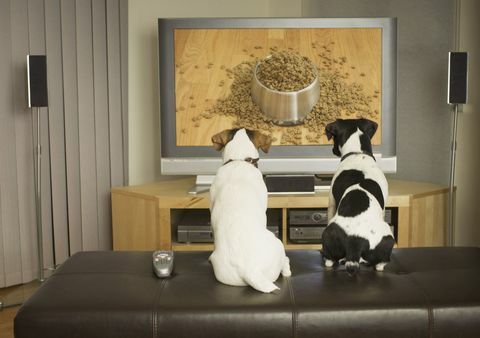 psi koji gledaju televiziju