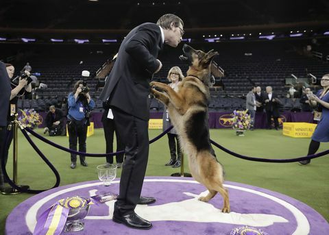 Glasina, njemački ovčar, skače kako bi lizala svog vodiča i suvlasnika Kent Boylesa po licu nakon pobjede u emisiji Best in Show.