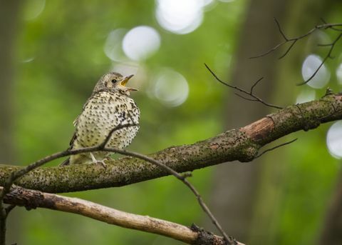 Pjesma pjege (Turdus philomelos)