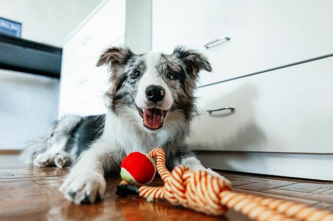 slatki pas border collie leži s igračkom za kućnog ljubimca i gleda u kameru kod kuće