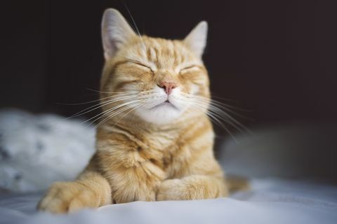 sretno spava riđi mačak