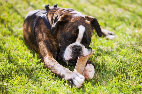 pas bokser koji leži na travi i žvače kost