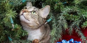 kako-držati-mačke-dalje-od-božićnog-drvca