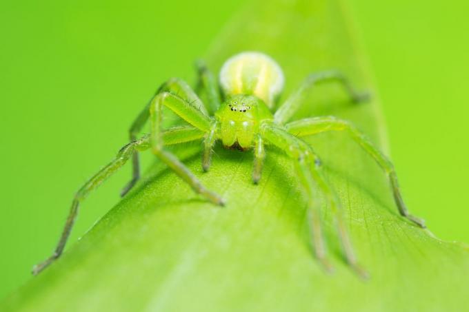 uk spiders – zeleni pauk lovac