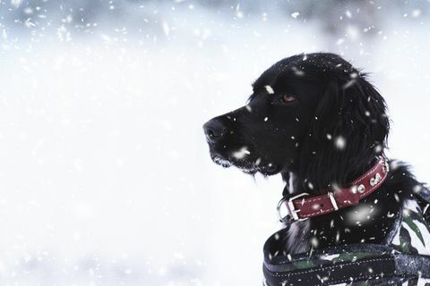 Pas za spašavanje po snježnom vremenu