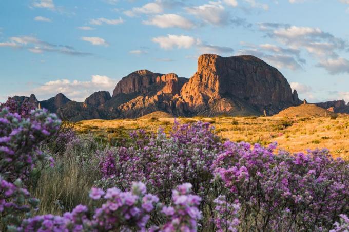 nakon kiše, pustinja oživi u boji kad kadulja i ocotillo cvjetaju s planinama chisos u pozadini