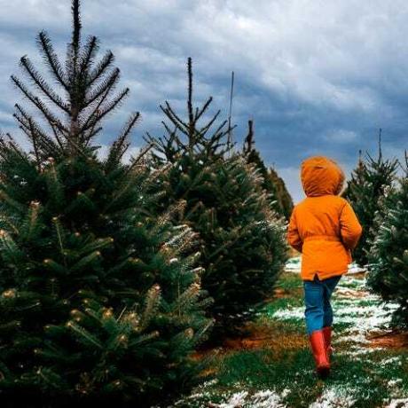 dijete koje prolazi kroz niz božićnih drvca na farmi