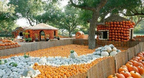 Dalbo Arboretum Pumpkin Village