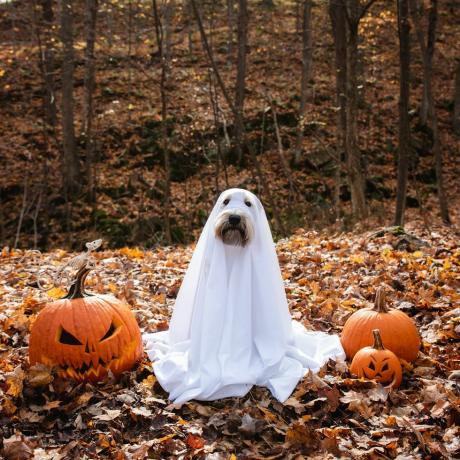 pas u kostimu duha sjedi između bundeva za noć vještica