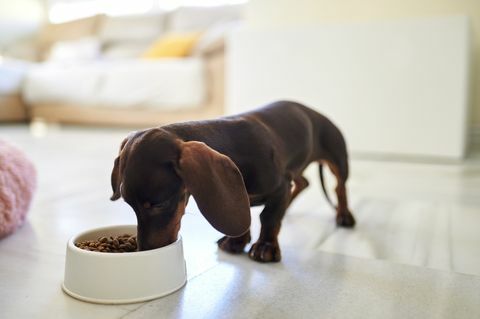 pas jede hranu kod kuće